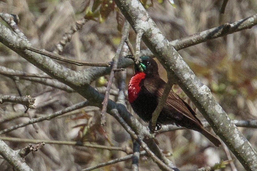 Scarlet-chested Sunbird - ML290512991