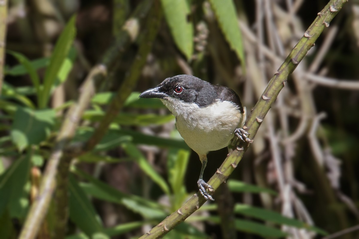 Zanzibar Boubou - ML290513041