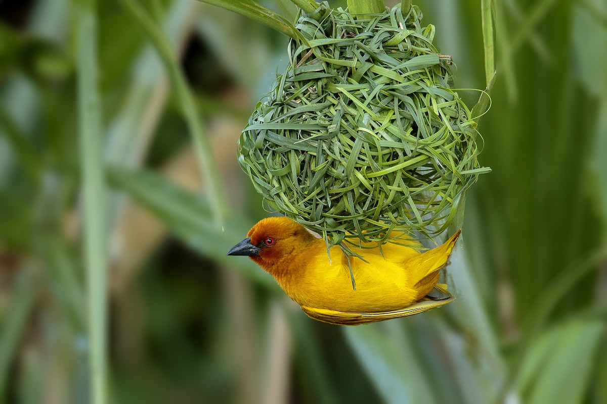 African Golden-Weaver - Bradley Hacker 🦜