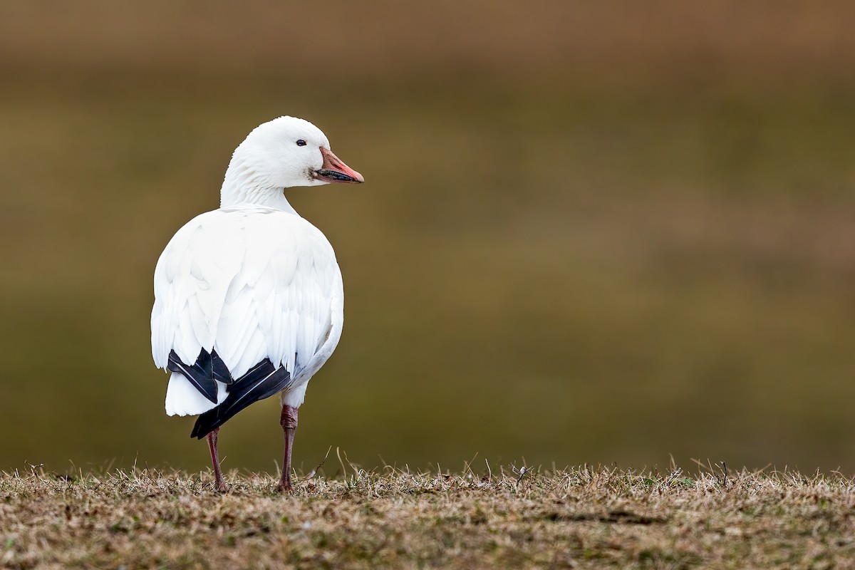 Snow Goose - Brad Imhoff