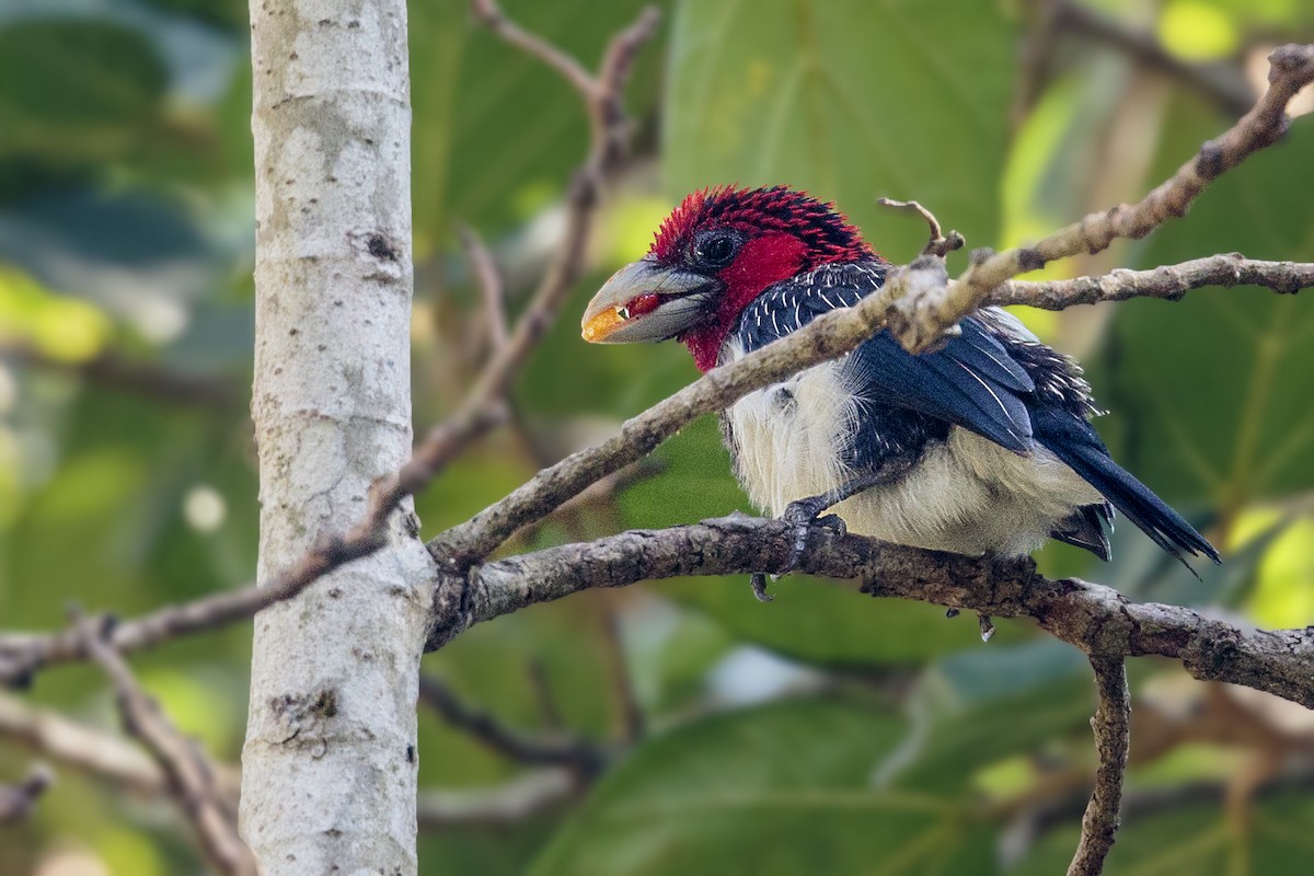 Brown-breasted Barbet - ML290513201