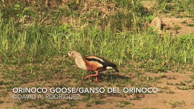 Ganso del Orinoco - ML290513361