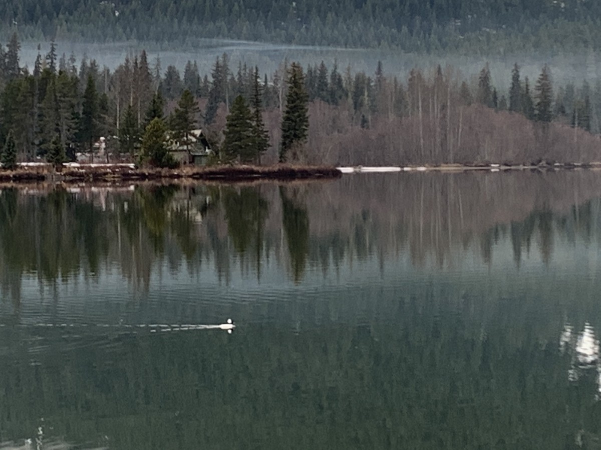 Bufflehead - Aiden Winsor