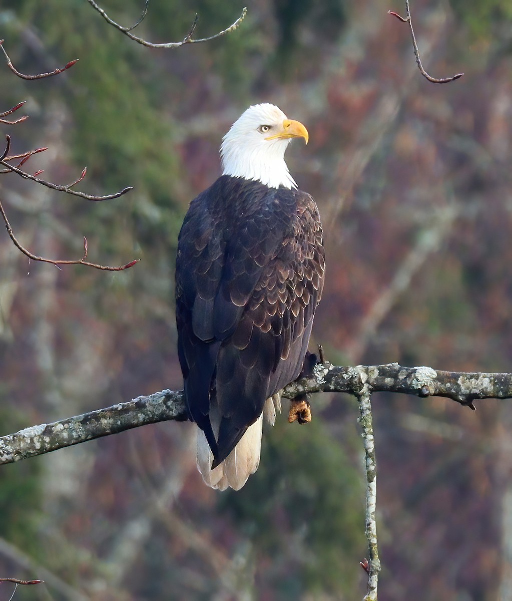 Bald Eagle - ML290514221
