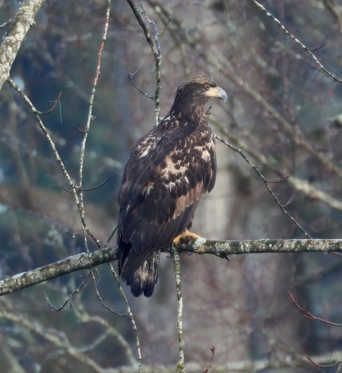 Bald Eagle - ML290514231