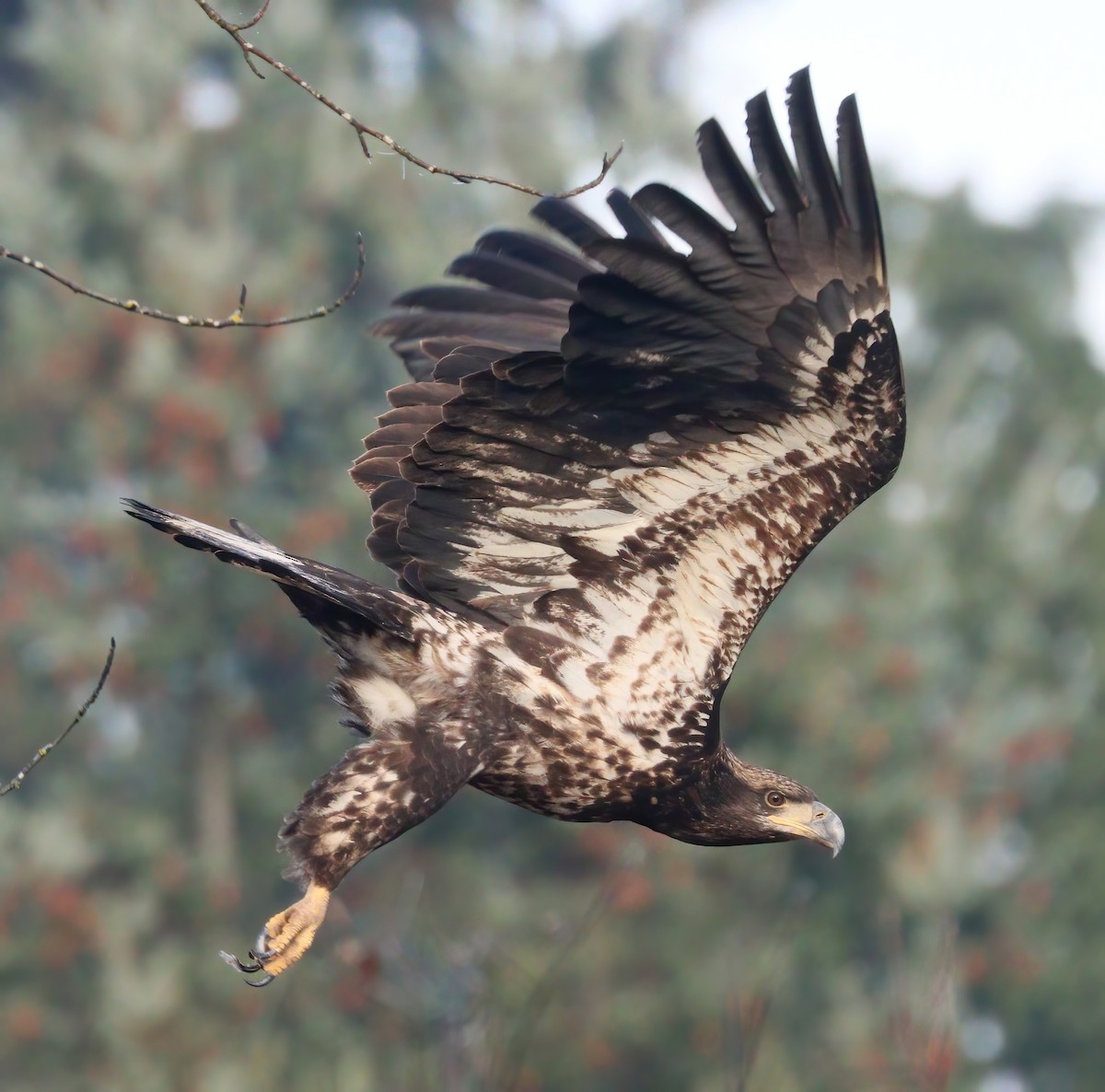 Bald Eagle - ML290514251