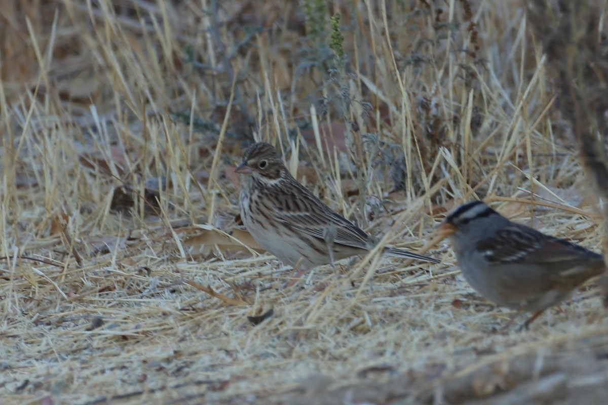 Vesper Sparrow - ML290515571