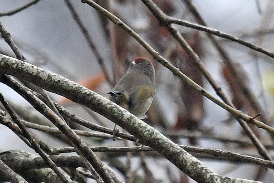 Rotkappen-Waldsänger - ML290516141