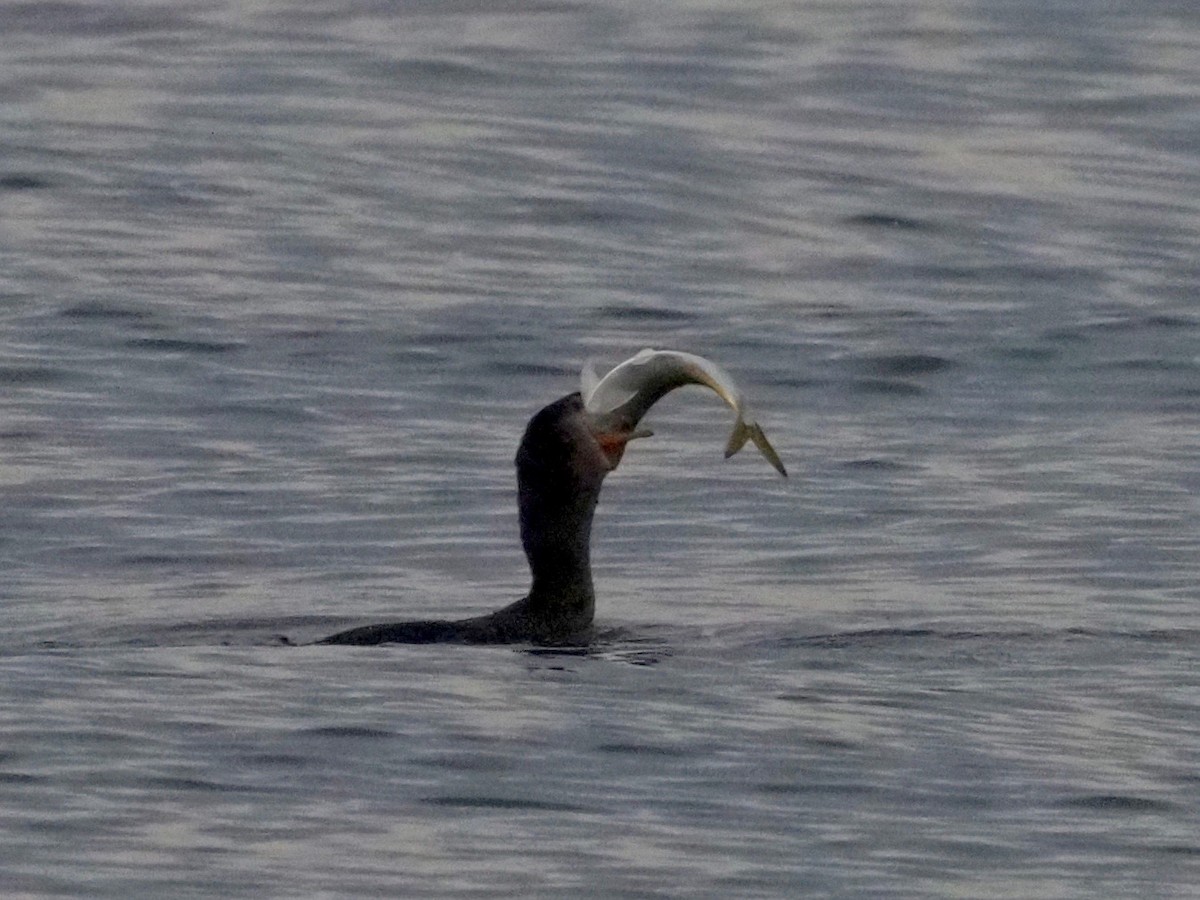 Double-crested Cormorant - ML290516211