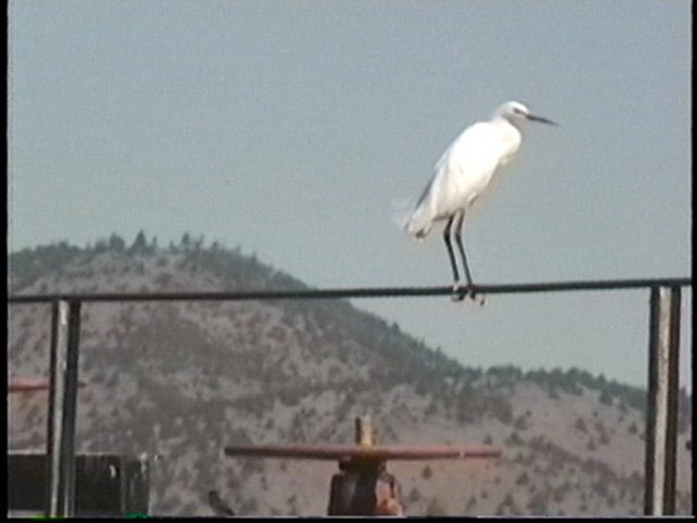 Snowy Egret - ML290521351