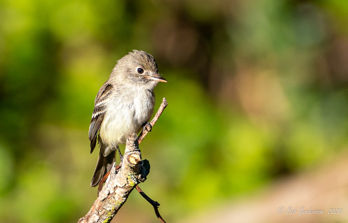 Least Flycatcher - ML290522941