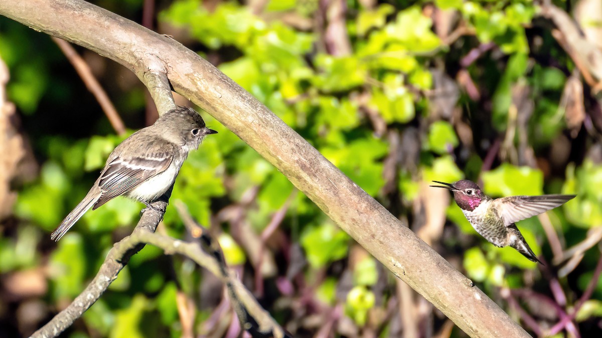 Least Flycatcher - Bob Gunderson