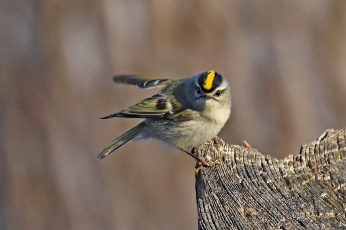 Golden-crowned Kinglet - Pamela Scrima