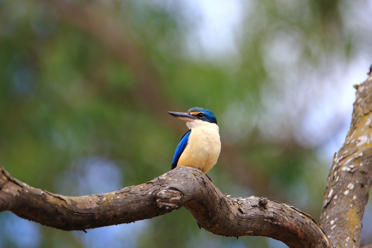 Sacred Kingfisher - Shrinivas Kulkarni