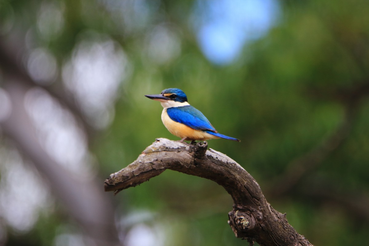 Sacred Kingfisher - ML290525021