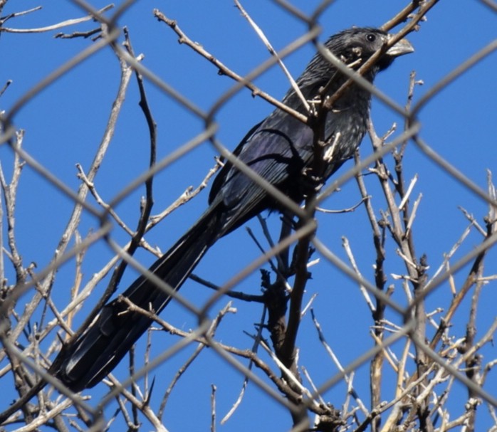 Groove-billed Ani - Justin Guzman