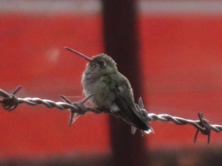 Broad-billed Hummingbird - Justin Guzman
