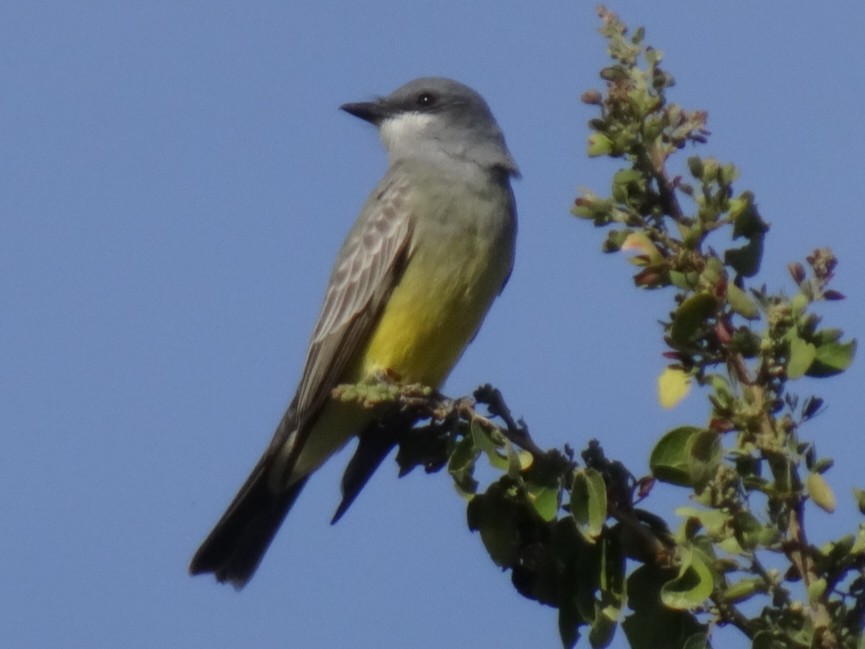 Cassin's Kingbird - Justin Guzman