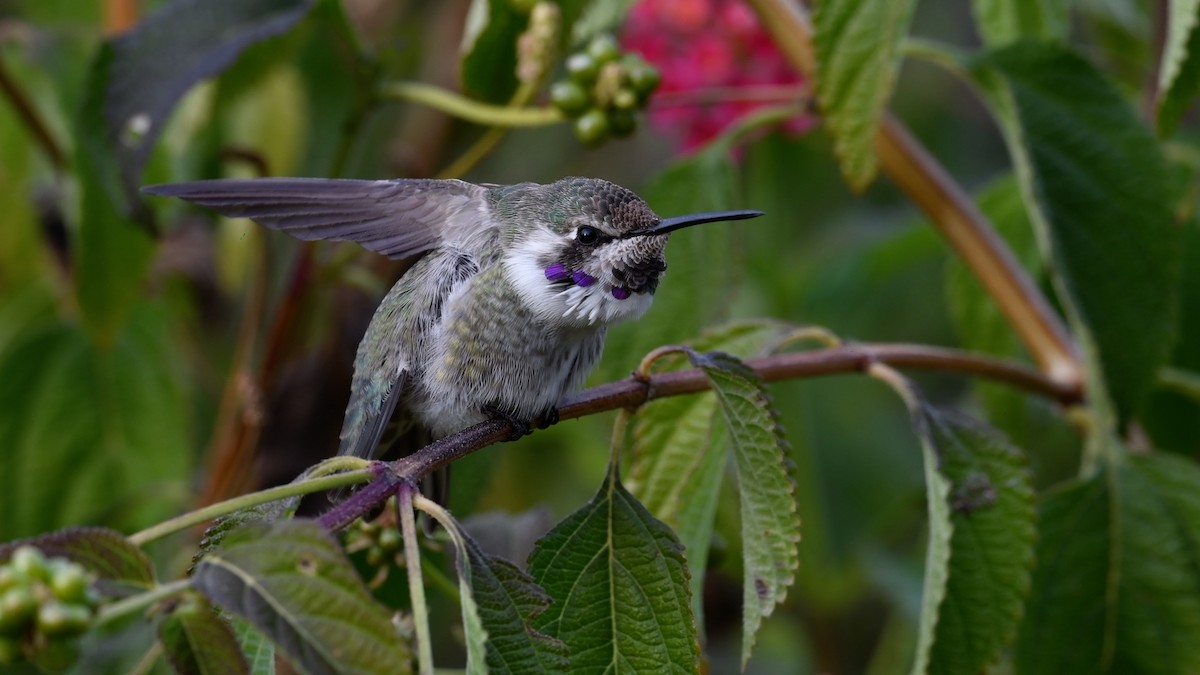 Costa's Hummingbird - ML290526801