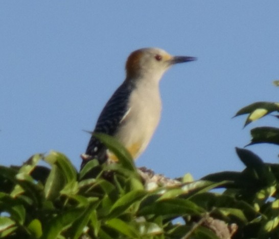 Golden-fronted Woodpecker - Justin Guzman