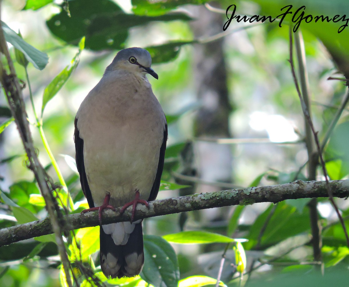 Gray-headed Dove - Juan Fernando Gomez Castro