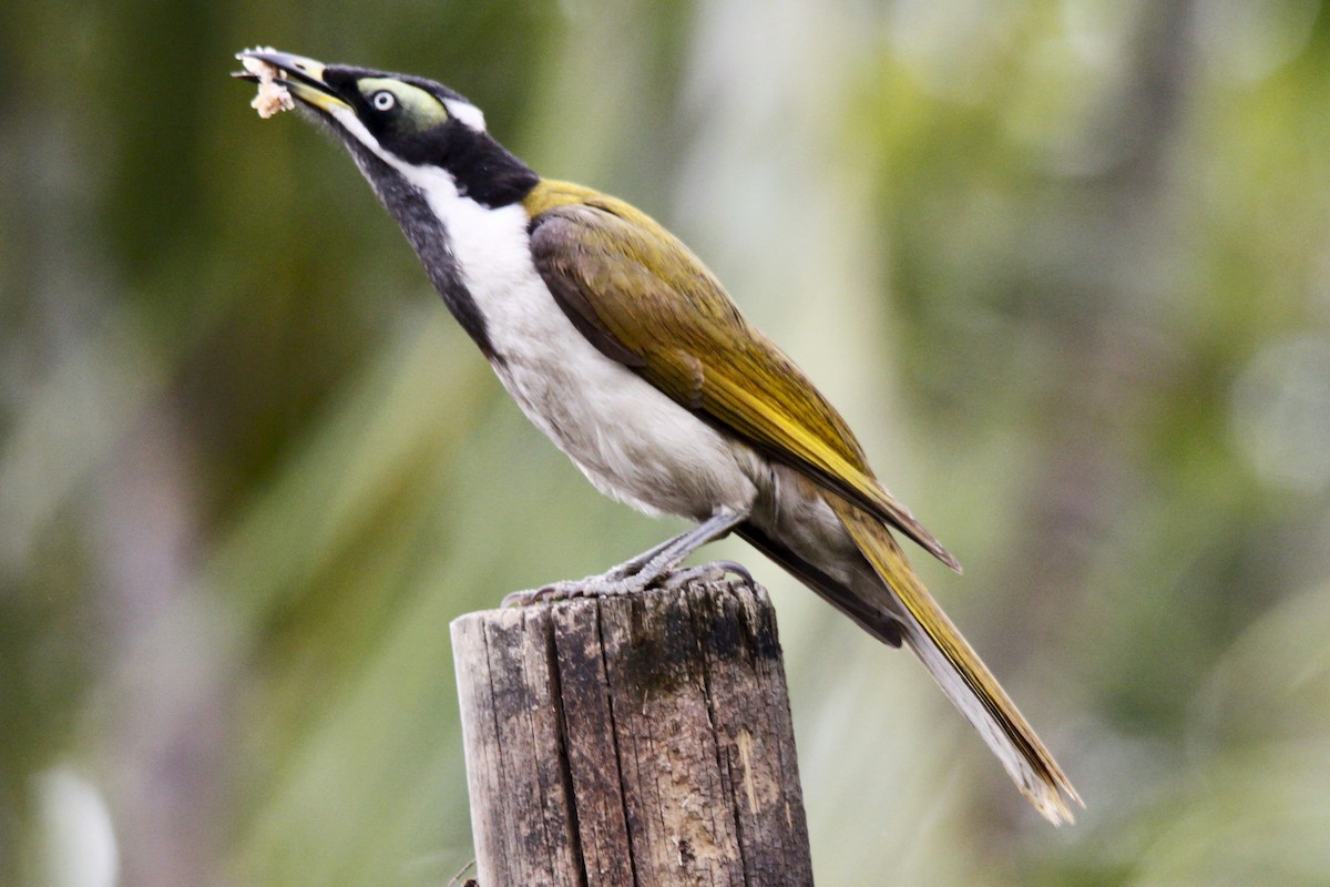 Blue-faced Honeyeater - Alan Atkinson