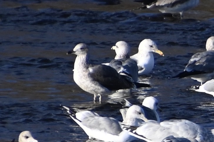 Lesser Black-backed Gull - ML290530191