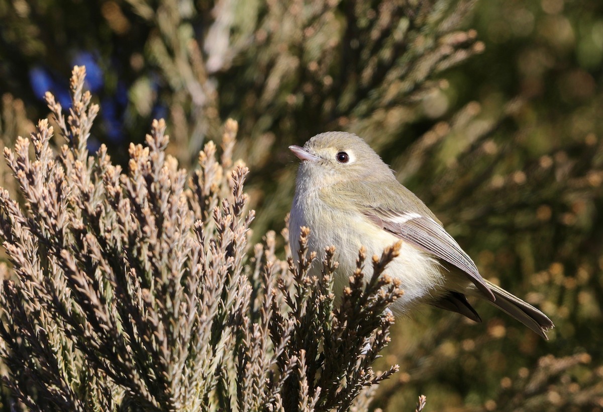 Hutton's Vireo - Lynn Duncan