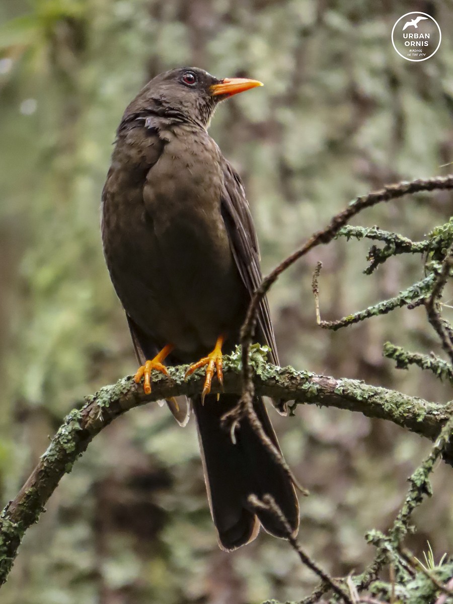 Great Thrush - Daniel Arias-Cruzatty