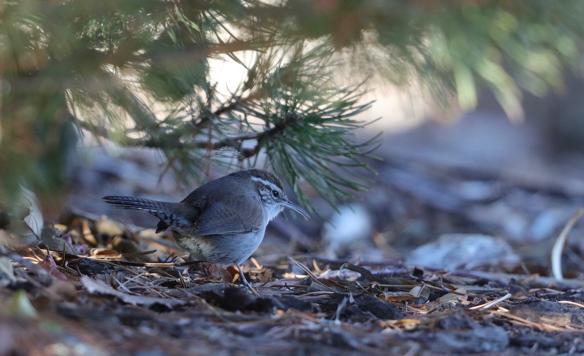 Bewick's Wren - Lynn Duncan