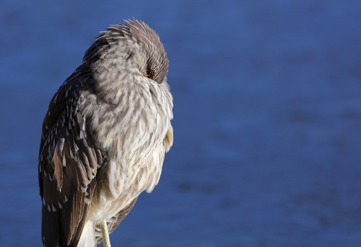 Black-crowned Night Heron - ML290531621