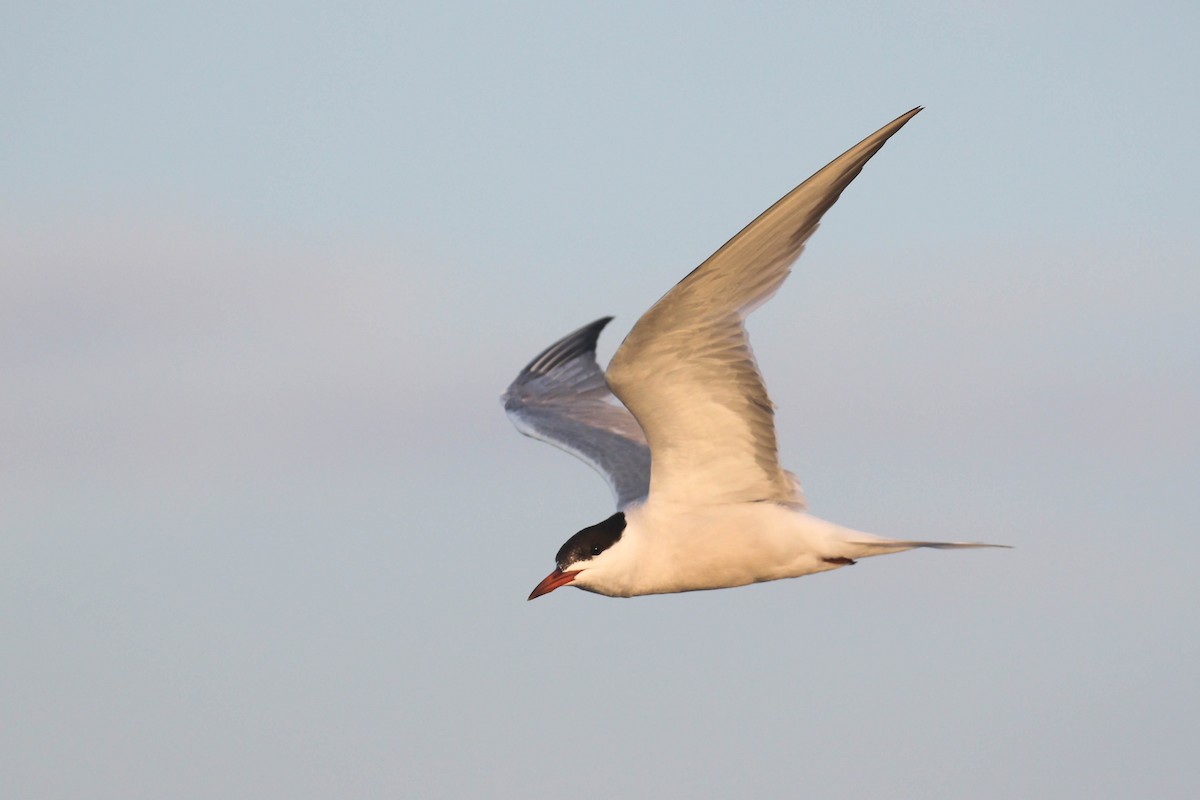 Common Tern - Alex Lamoreaux