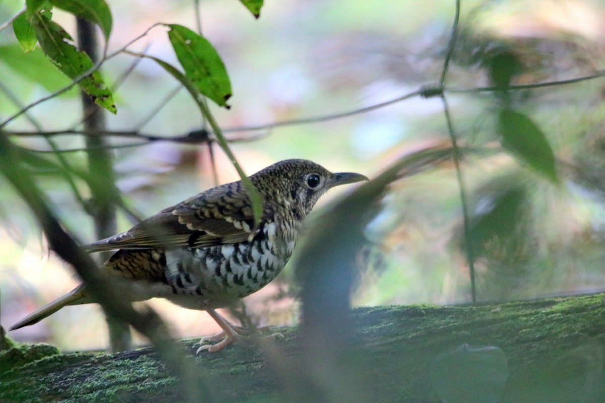 Russet-tailed Thrush - ML29053341