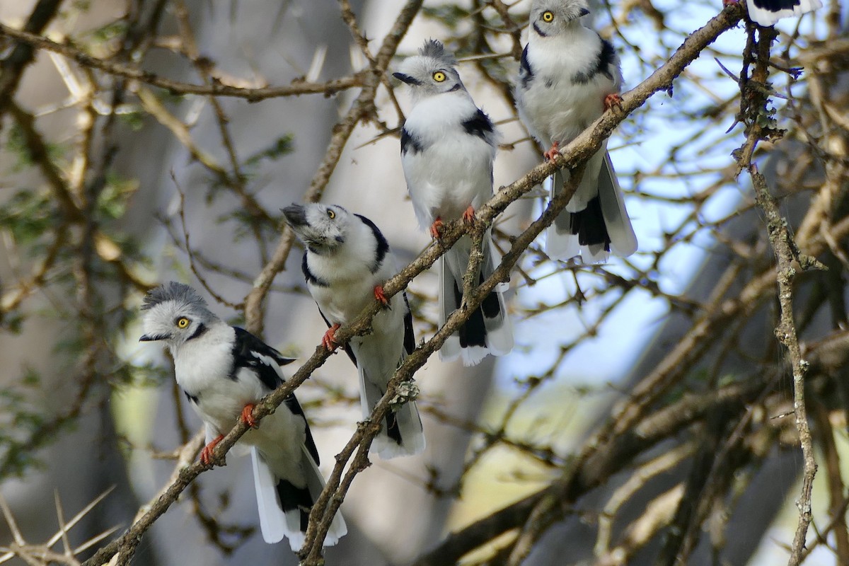 Gray-crested Helmetshrike - ML290534011