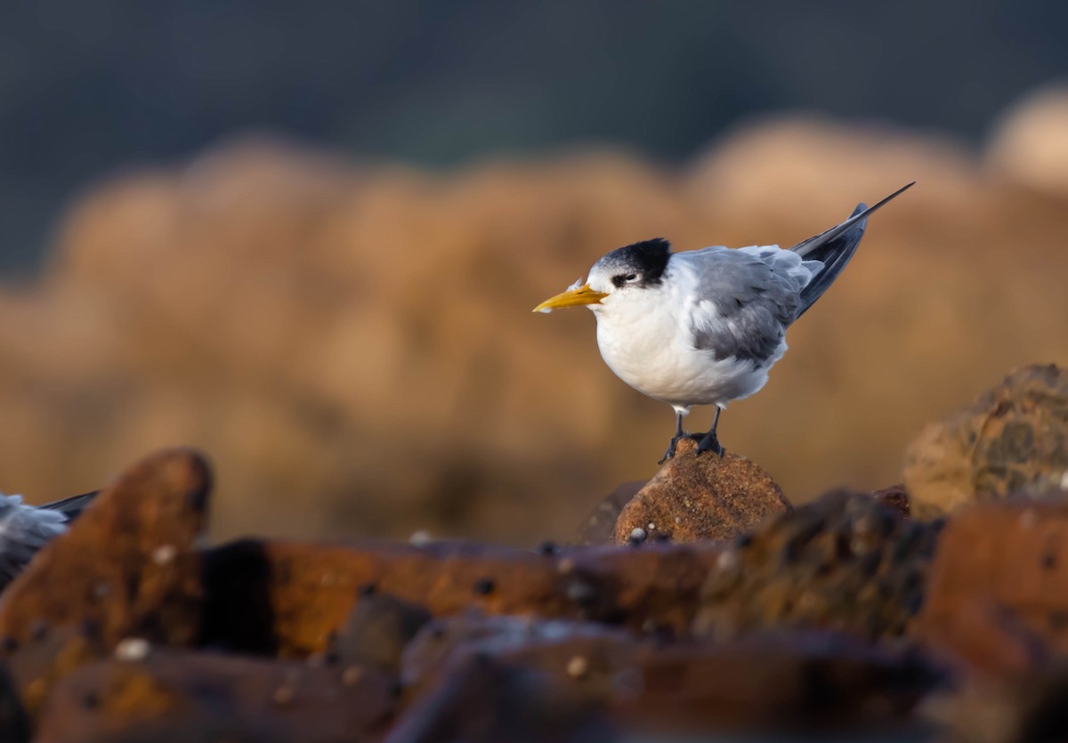Great Crested Tern - ML290534261