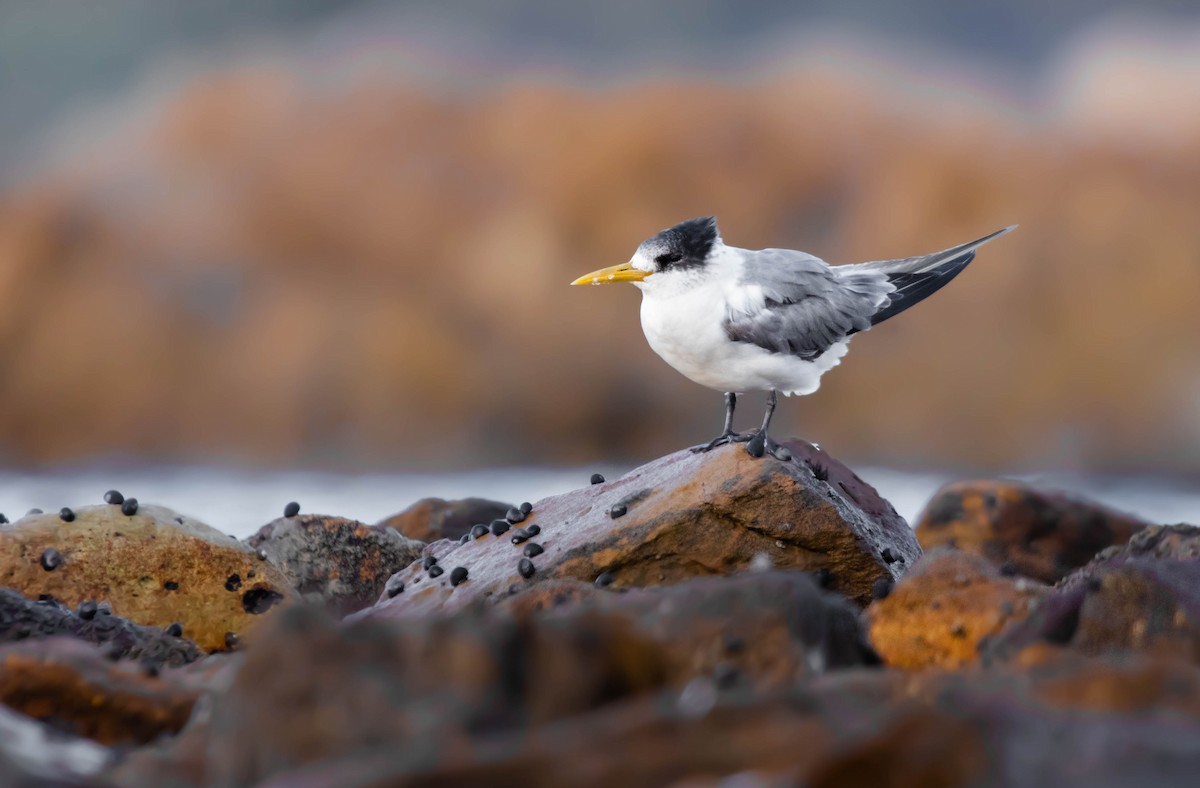 Great Crested Tern - ML290534301