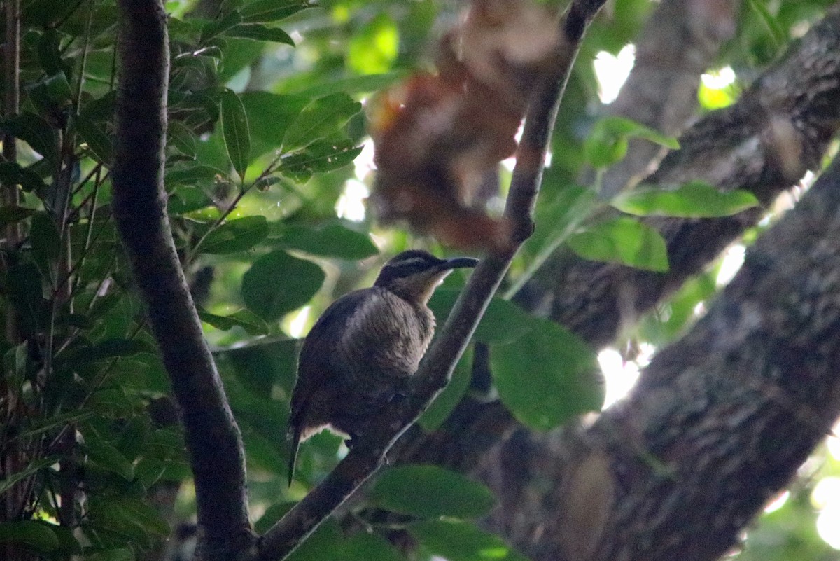 Paradise Riflebird - ML29053431