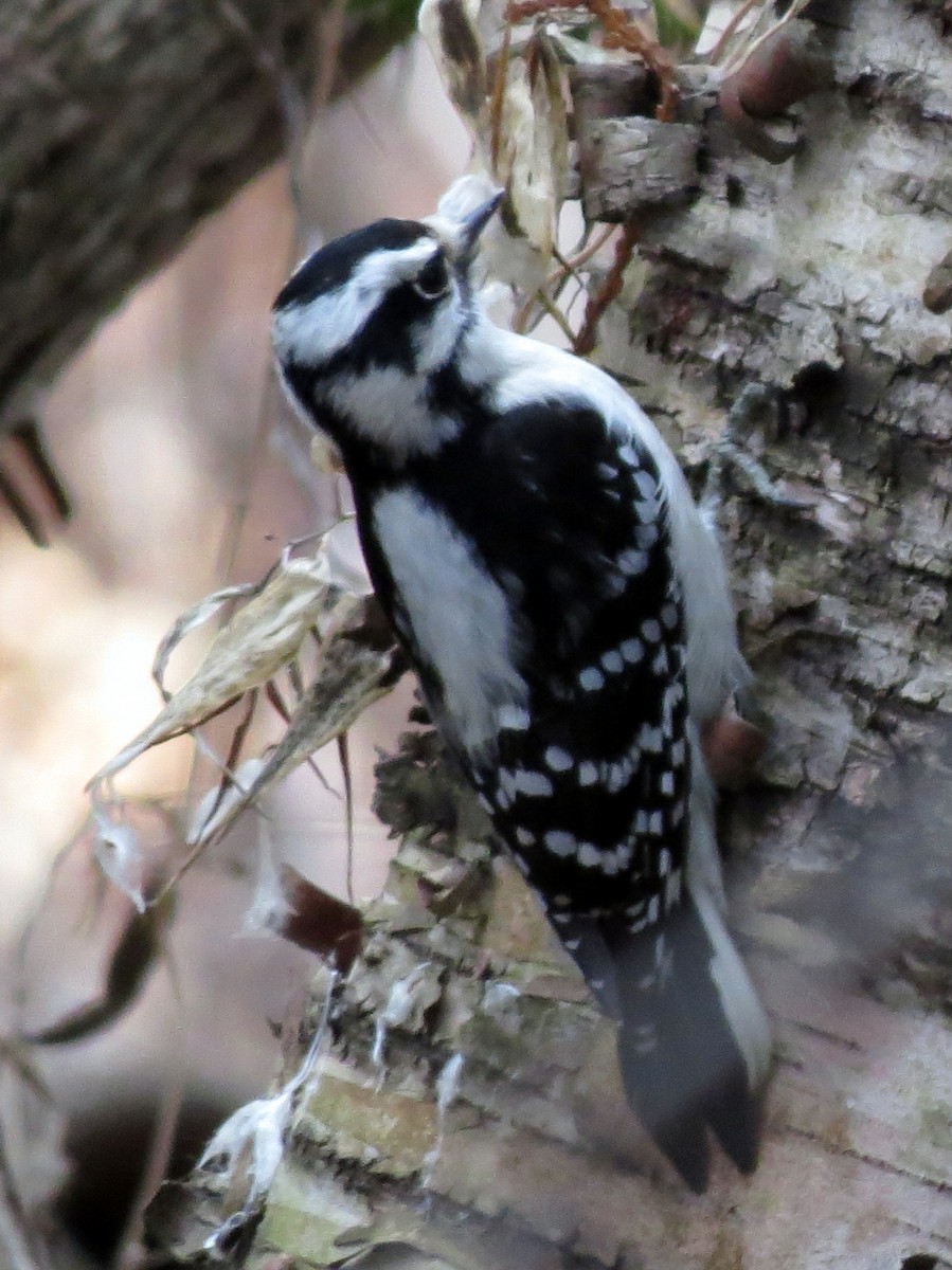 Downy Woodpecker - ML290534431