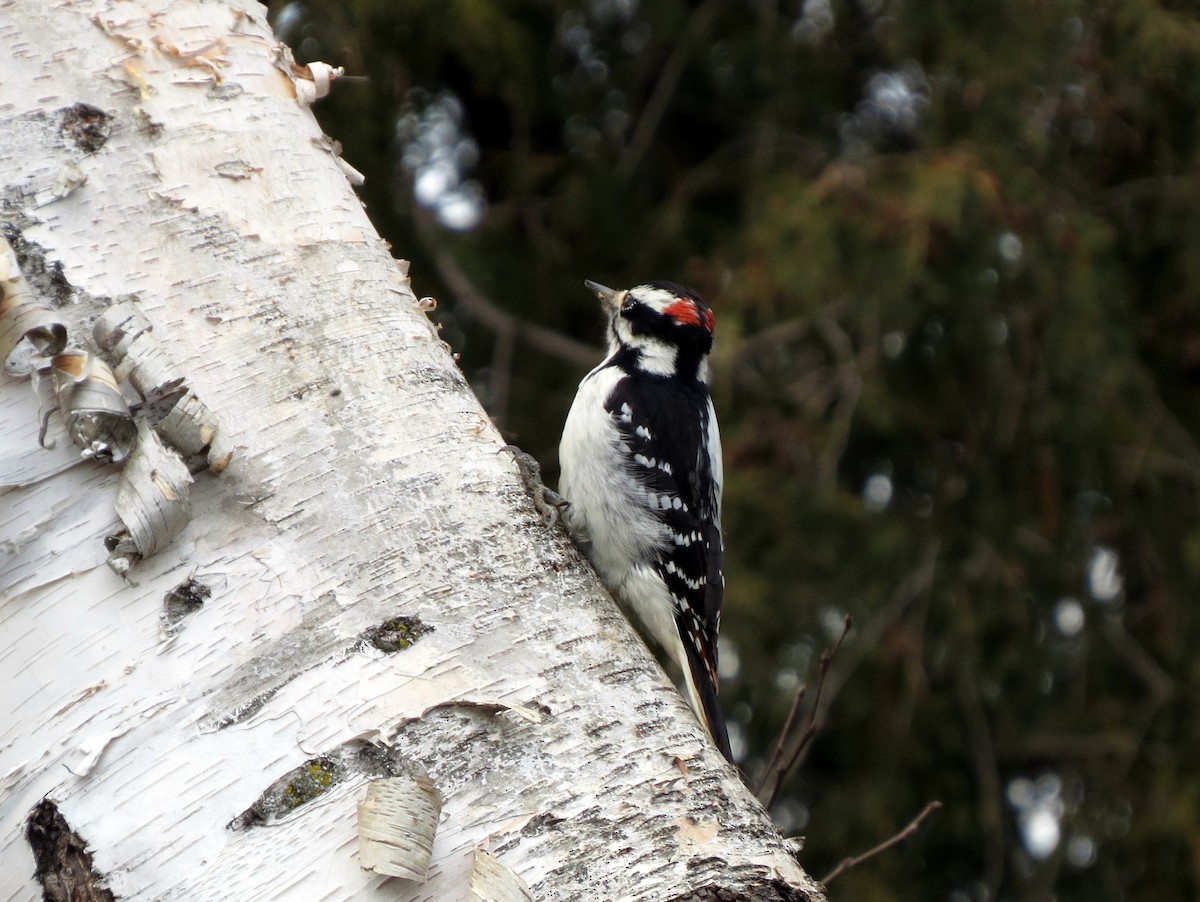 Hairy Woodpecker - Greg Stuart