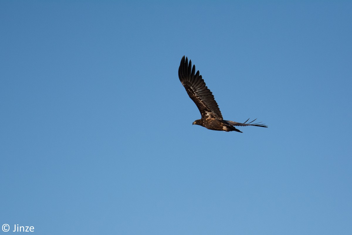 White-tailed Eagle - Jinze Shi