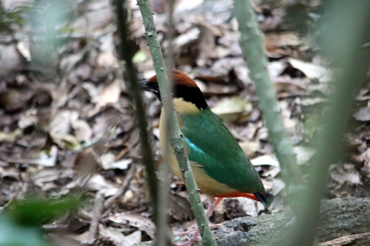 Noisy Pitta - ML29053561