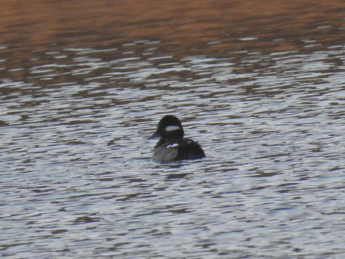 Bufflehead - ML290535921