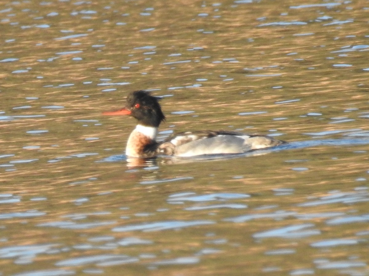 Red-breasted Merganser - Aidan Brubaker