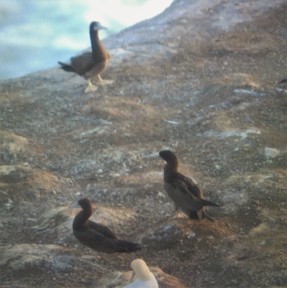 Brown Booby - ML29053611