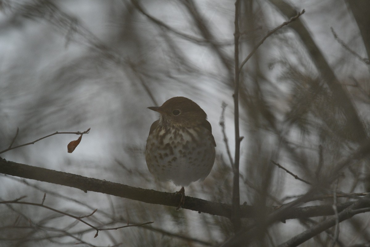 Hermit Thrush - ML290536151