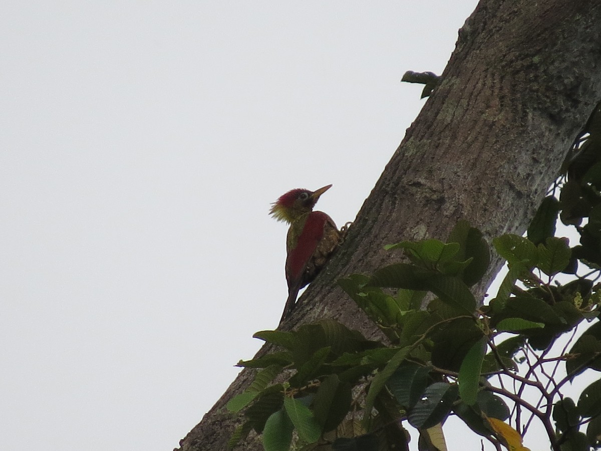 Crimson-winged Woodpecker - ML29053691