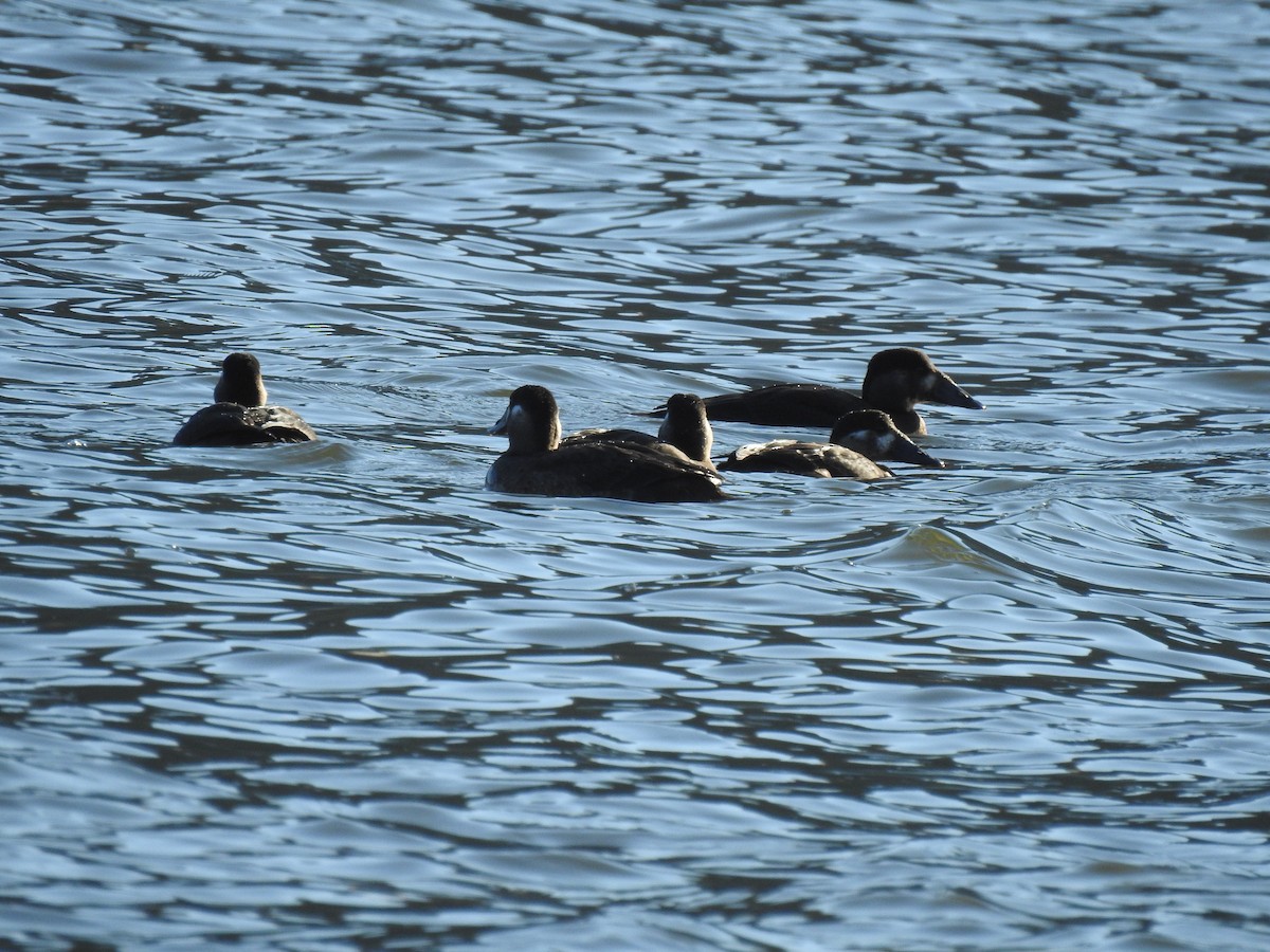 Surf Scoter - ML290537881