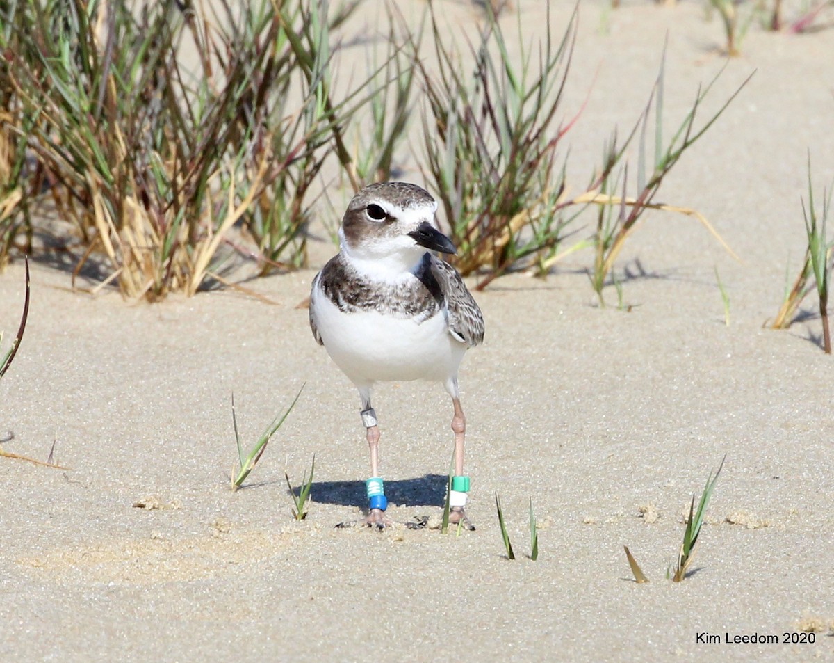 Wilson's Plover - Kim Leedom