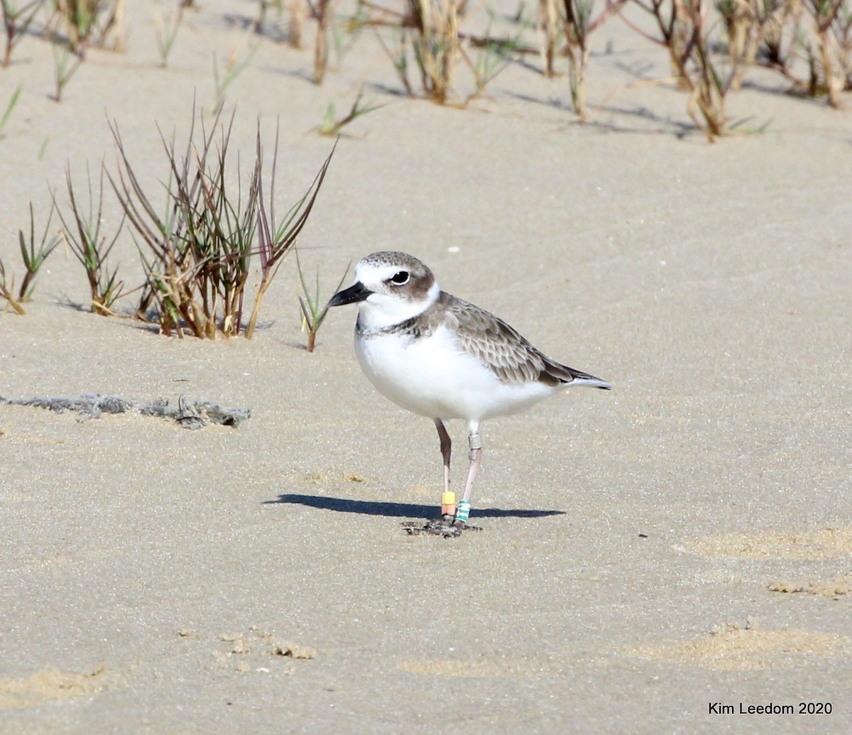 Wilson's Plover - Kim Leedom