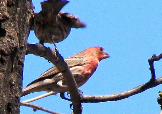 House Finch - ML290540431